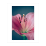 Allure (Print Only) thumbnail