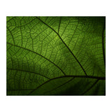Macro (Print Only) thumbnail