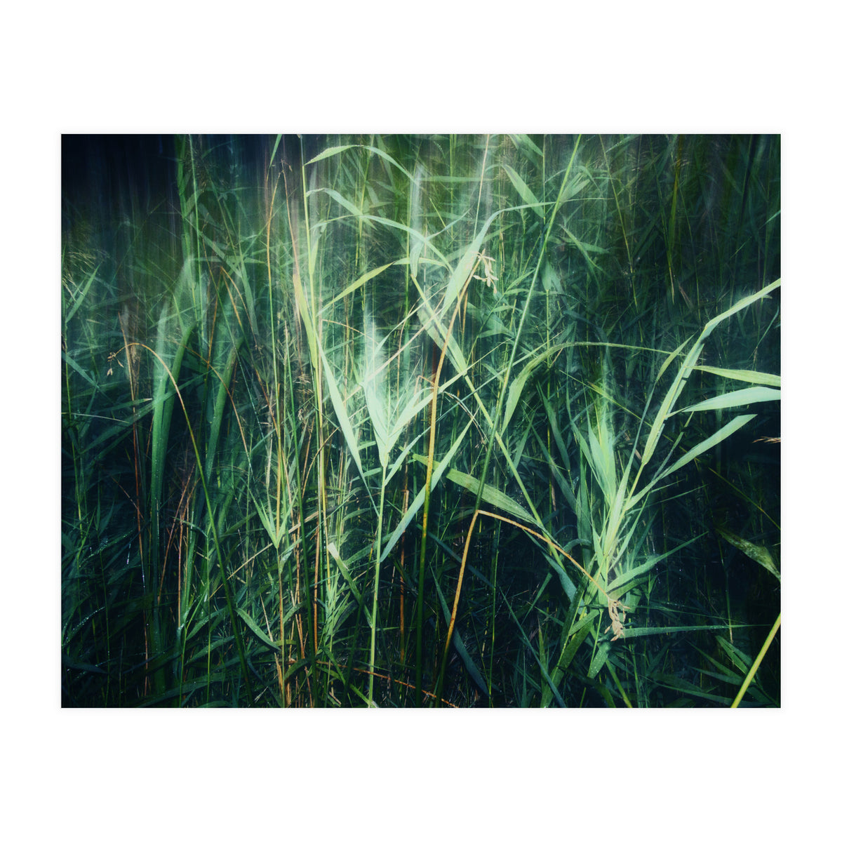 green green grass (Print Only)