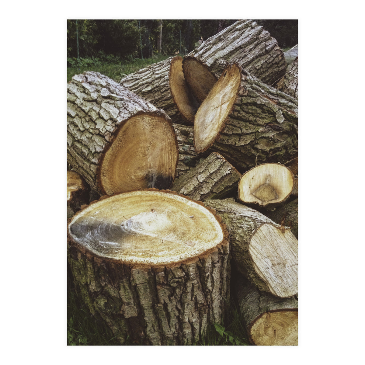 Bucolism 4 (Print Only)