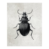 84 (Print Only) thumbnail