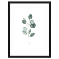 Botanical Illustration Eukalyptus2