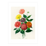 Dahlia illustrated (Print Only) thumbnail