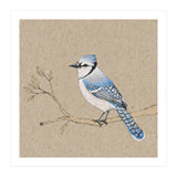 Blue jay (Print Only) thumbnail