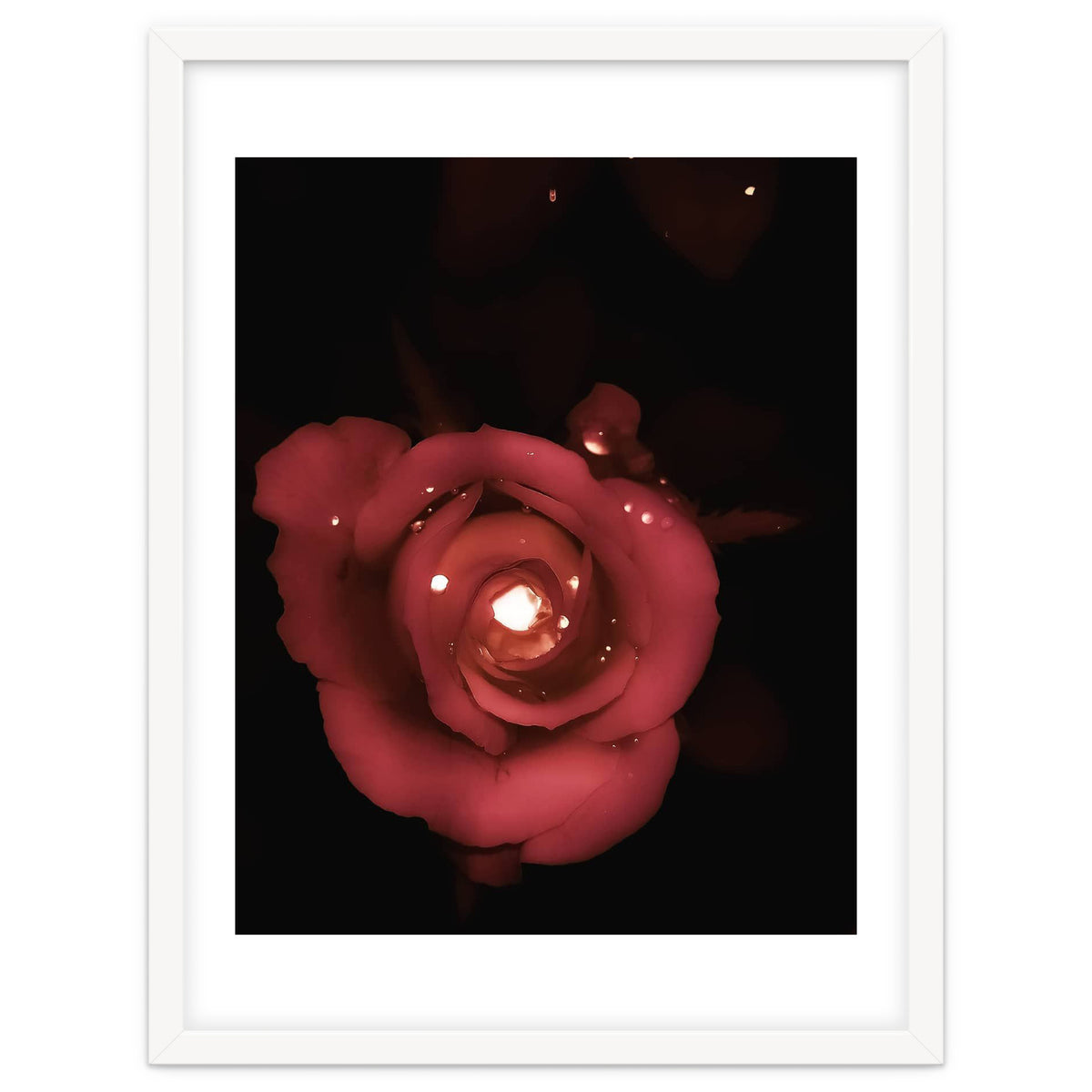 Lighting Rose
