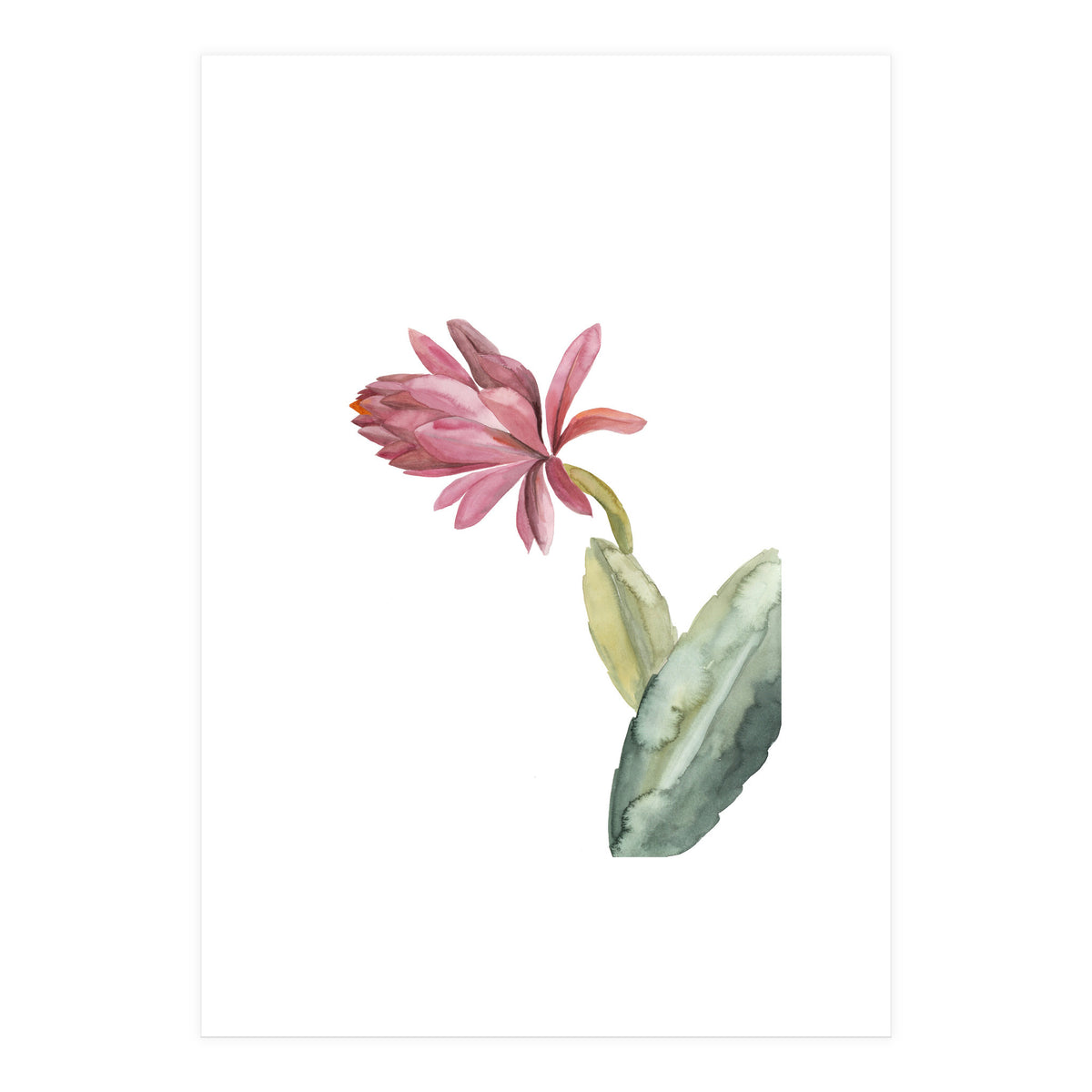 Botanical Illustration Pink Cactus Flower (Print Only)