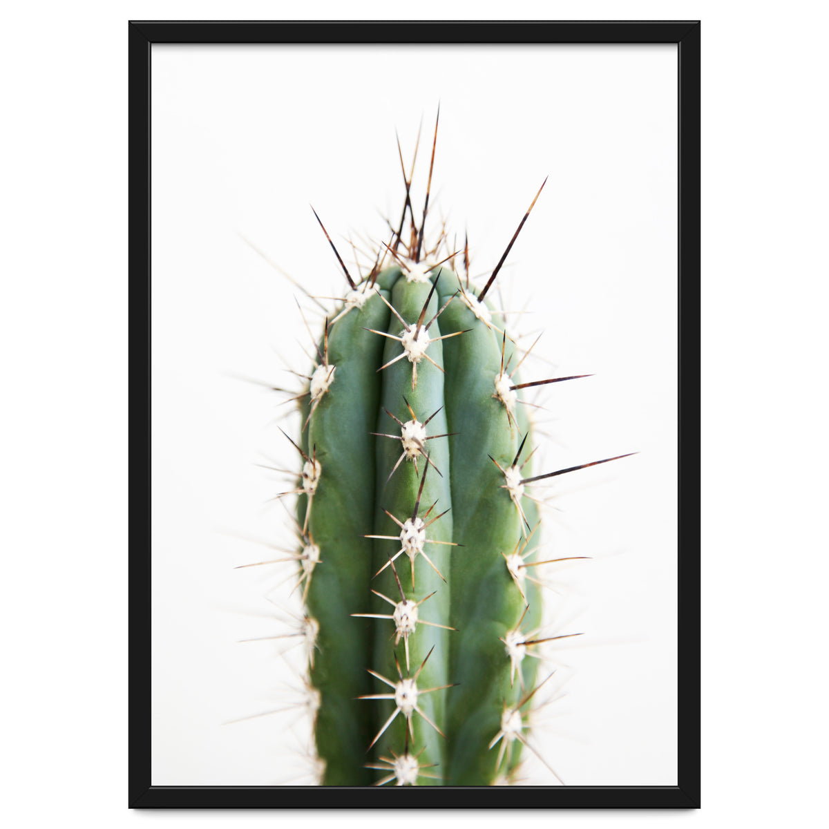 Cacti