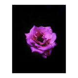 PINK ROSE IN DARK SPACE (Print Only) thumbnail