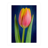 Tulip (Print Only) thumbnail