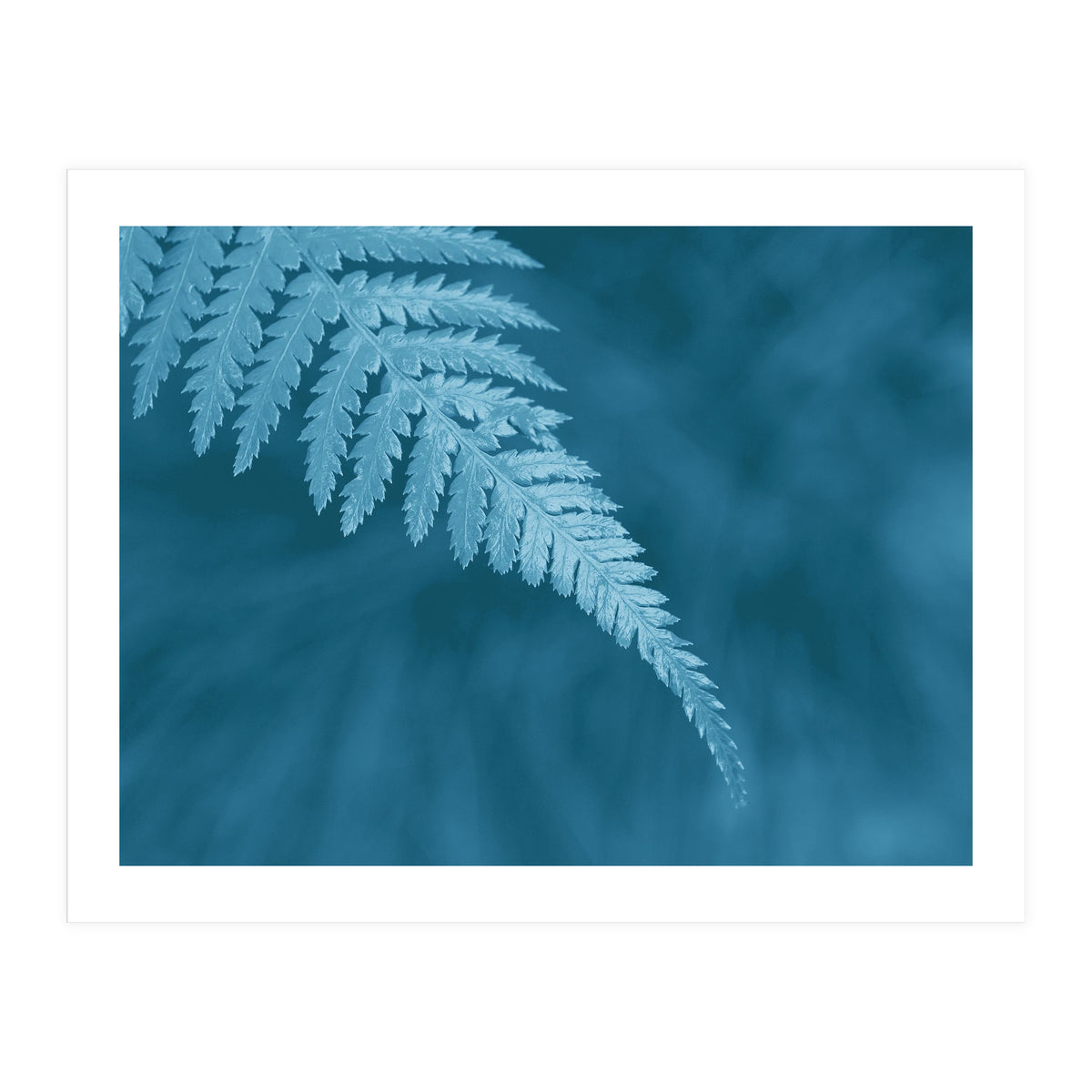 Pteridopsida 1 (Print Only)