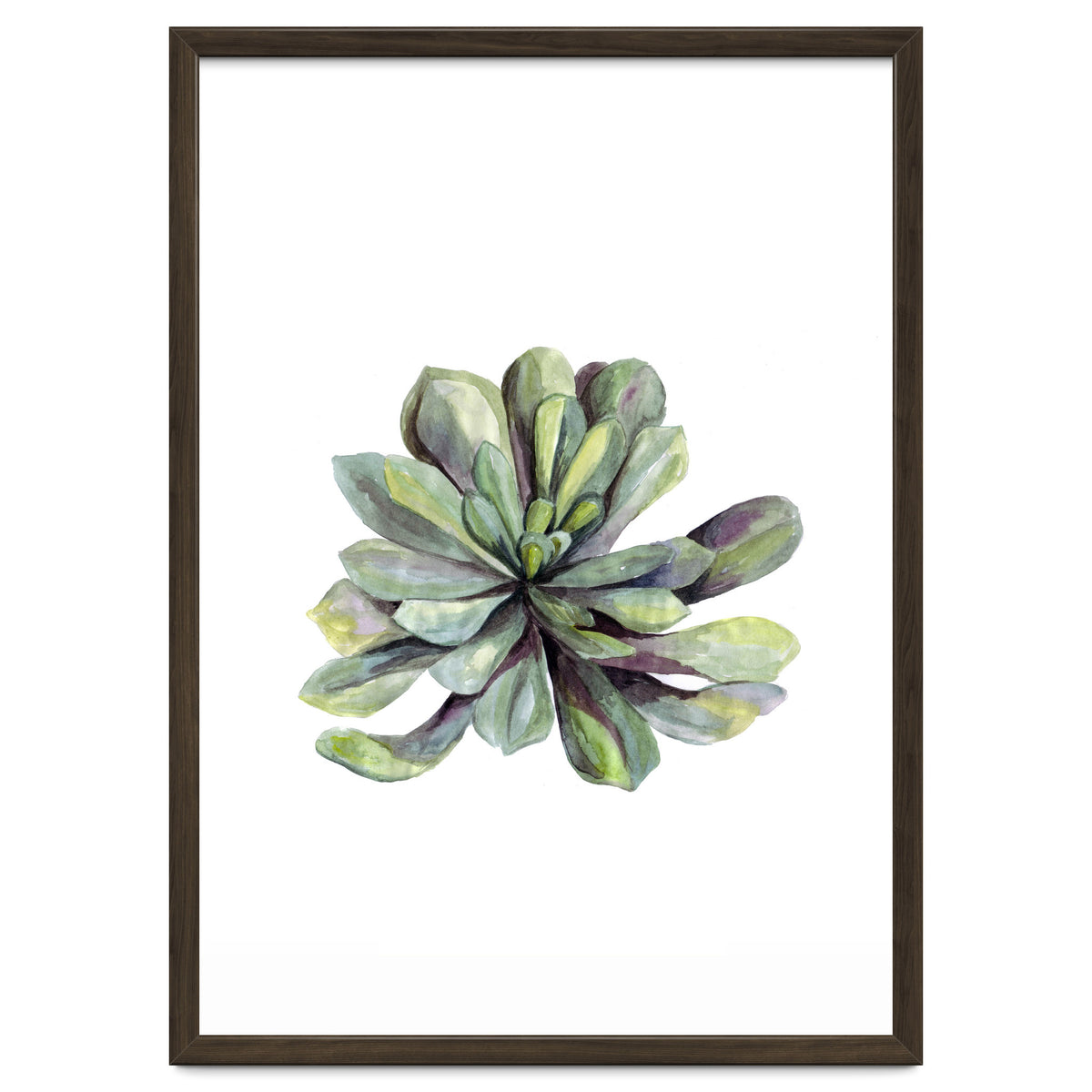 Botanical Illustration Succulent