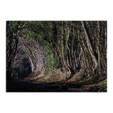Sunlit Tunnel of Trees (Print Only) thumbnail
