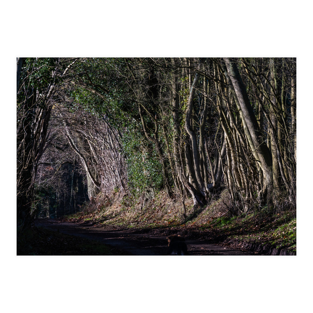 Sunlit Tunnel of Trees (Print Only)