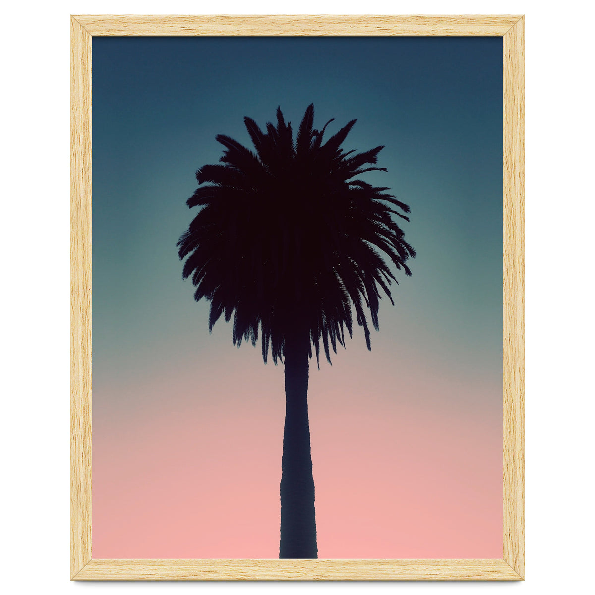 Sundown Palm