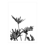 Monstera Black And White 08 (Print Only) thumbnail
