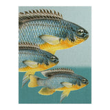 Fish Classic Designs 12 (Print Only) thumbnail