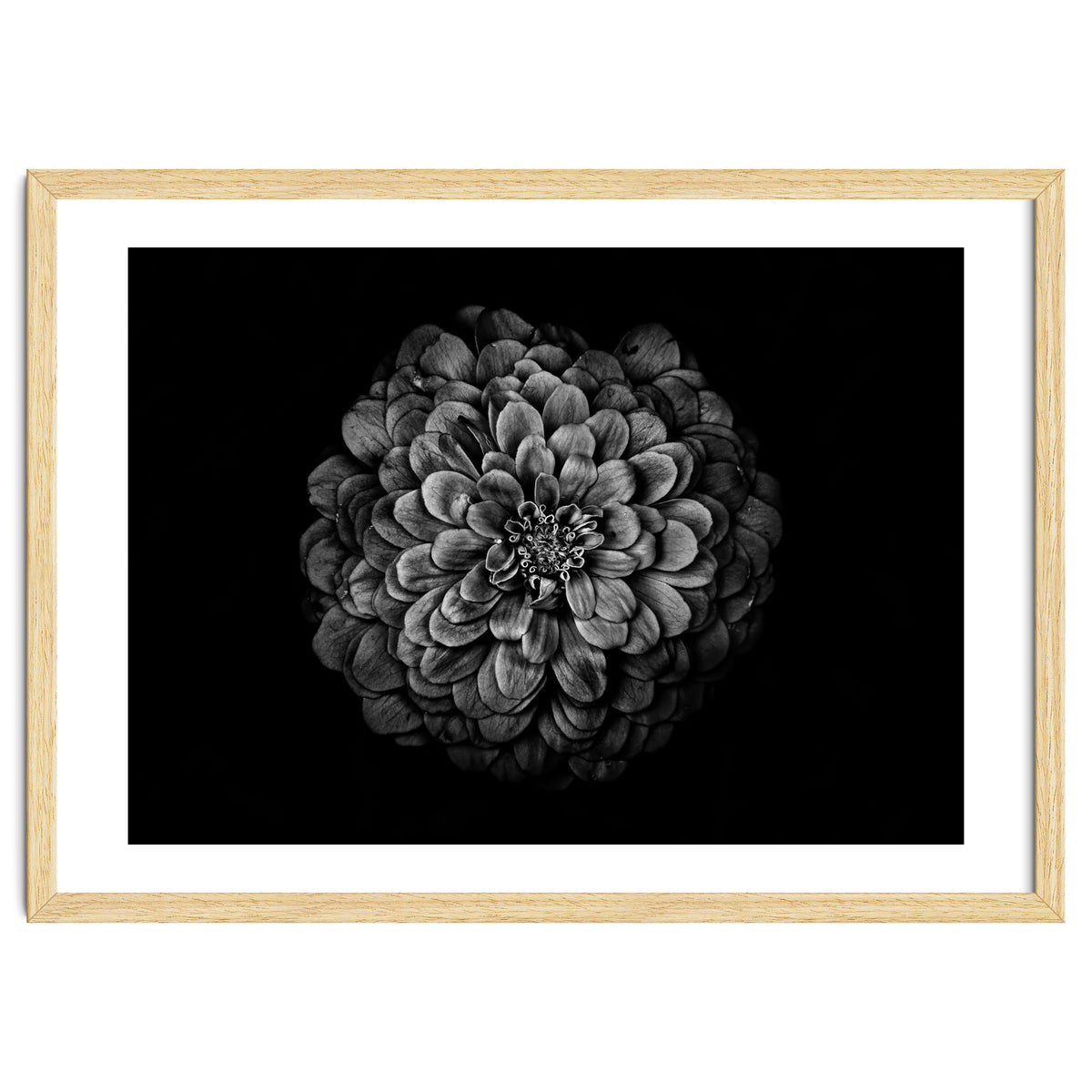 Backyard Flowers In Black And White 54