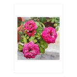 Blooming Roses (Print Only) thumbnail