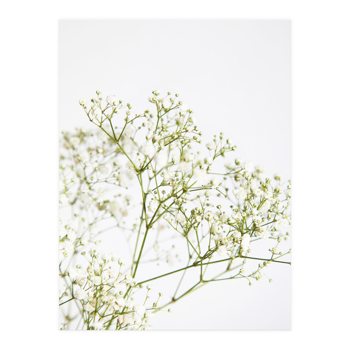 Flowers (Print Only)