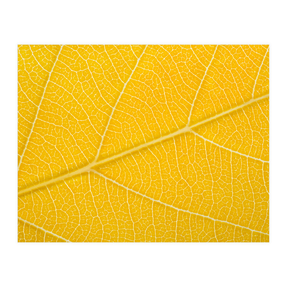 Autumn Leaf (Print Only)