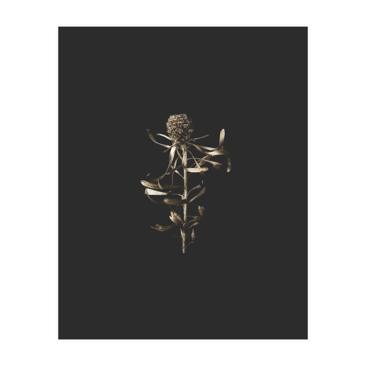 Golden Botanicals (Print Only)