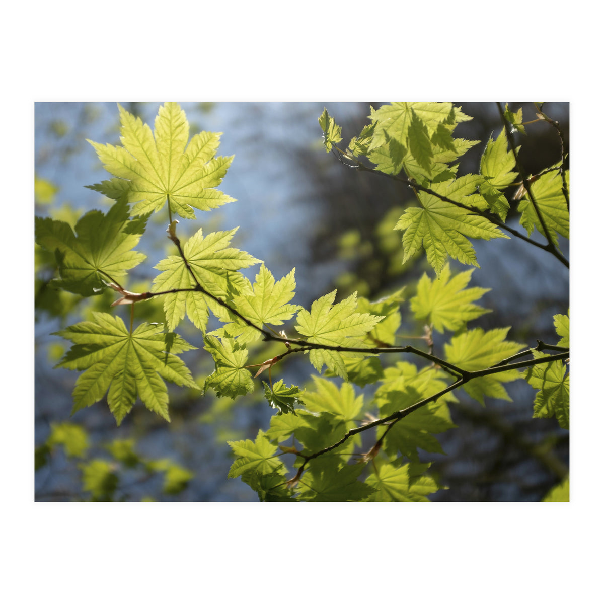 Heart Of Light (Print Only)