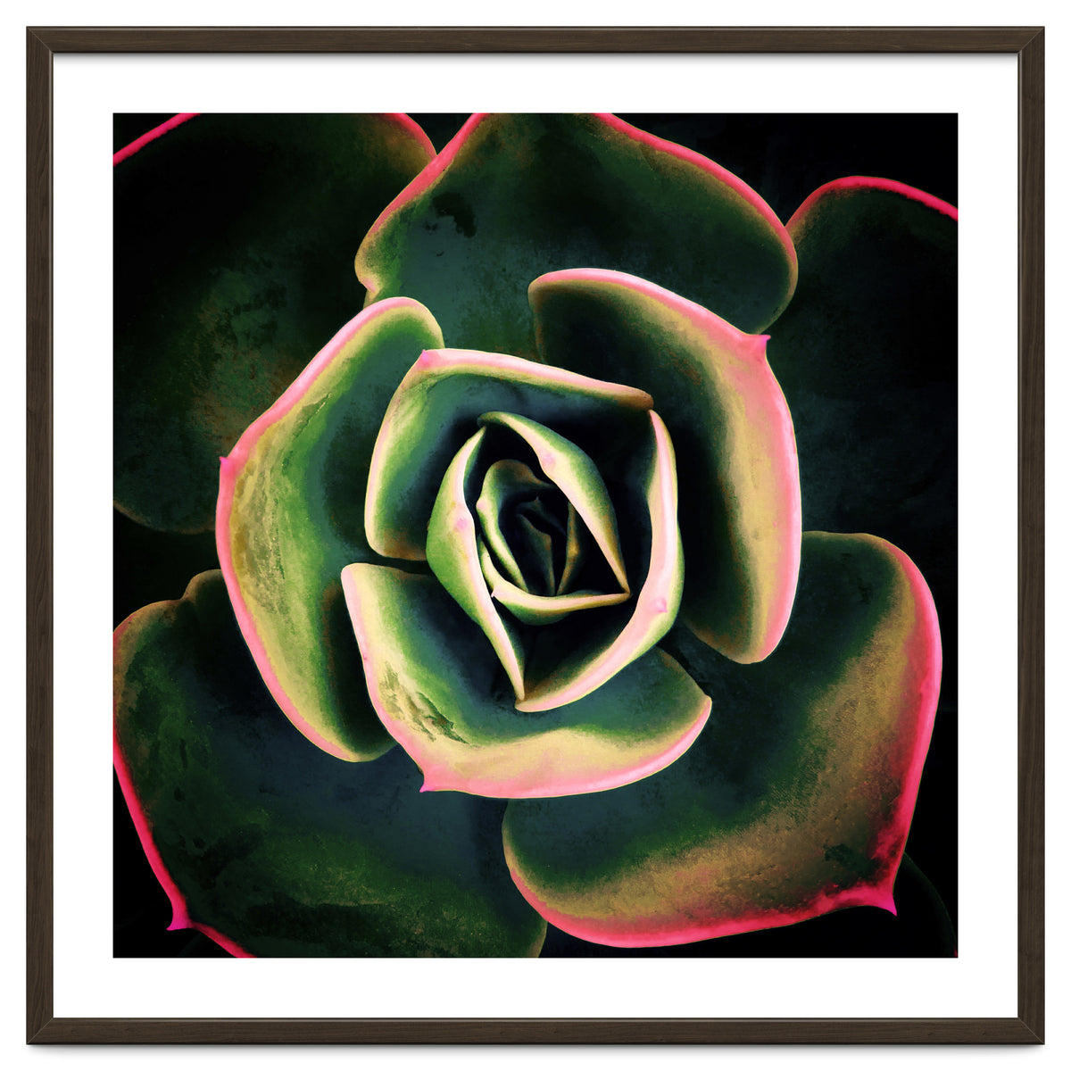 DARKSIDE OF SUCCULENTS XV