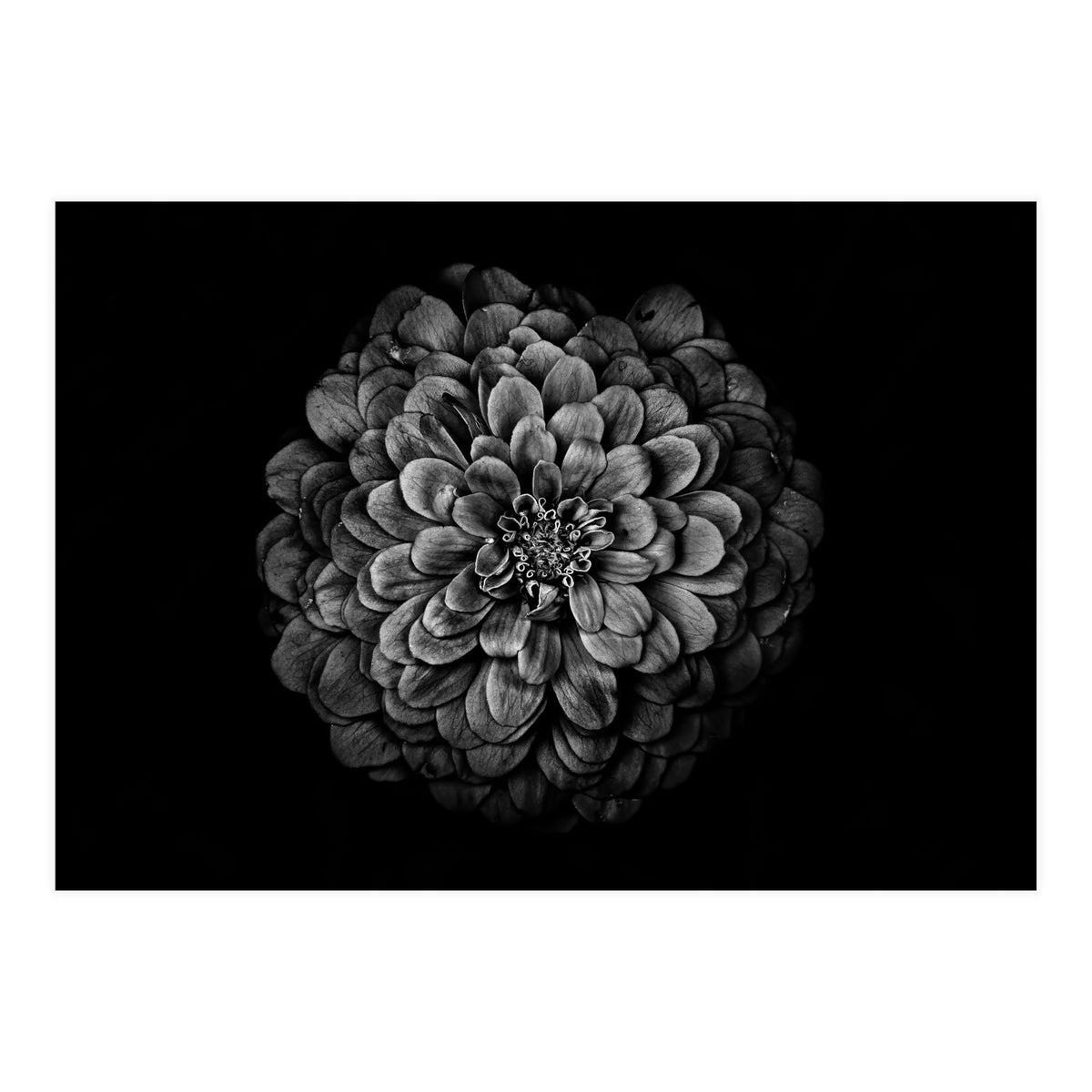 Backyard Flowers In Black And White 54 (Print Only)