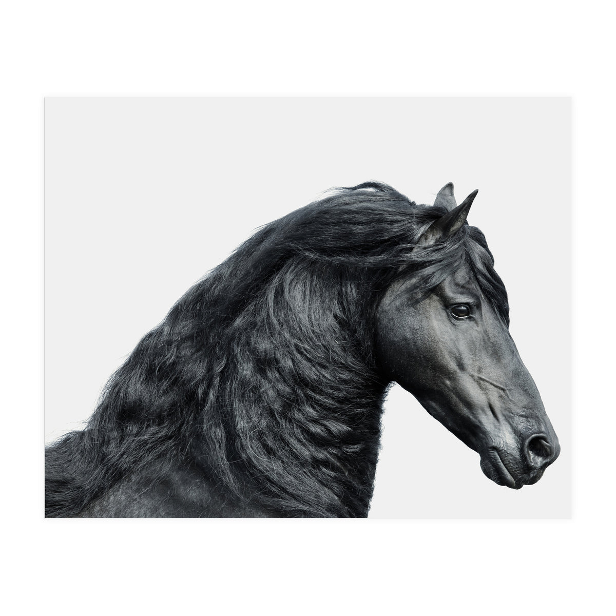 Friesian Horse (Print Only)