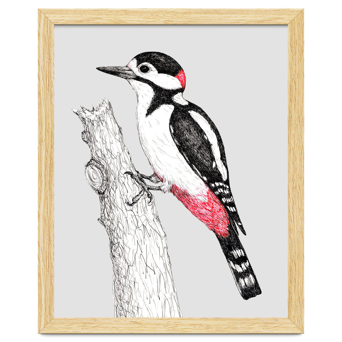 Great spotted woodpecker
