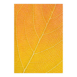 Autumn Leaf (Print Only) thumbnail