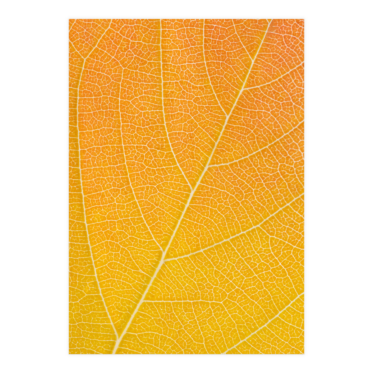 Autumn Leaf (Print Only)