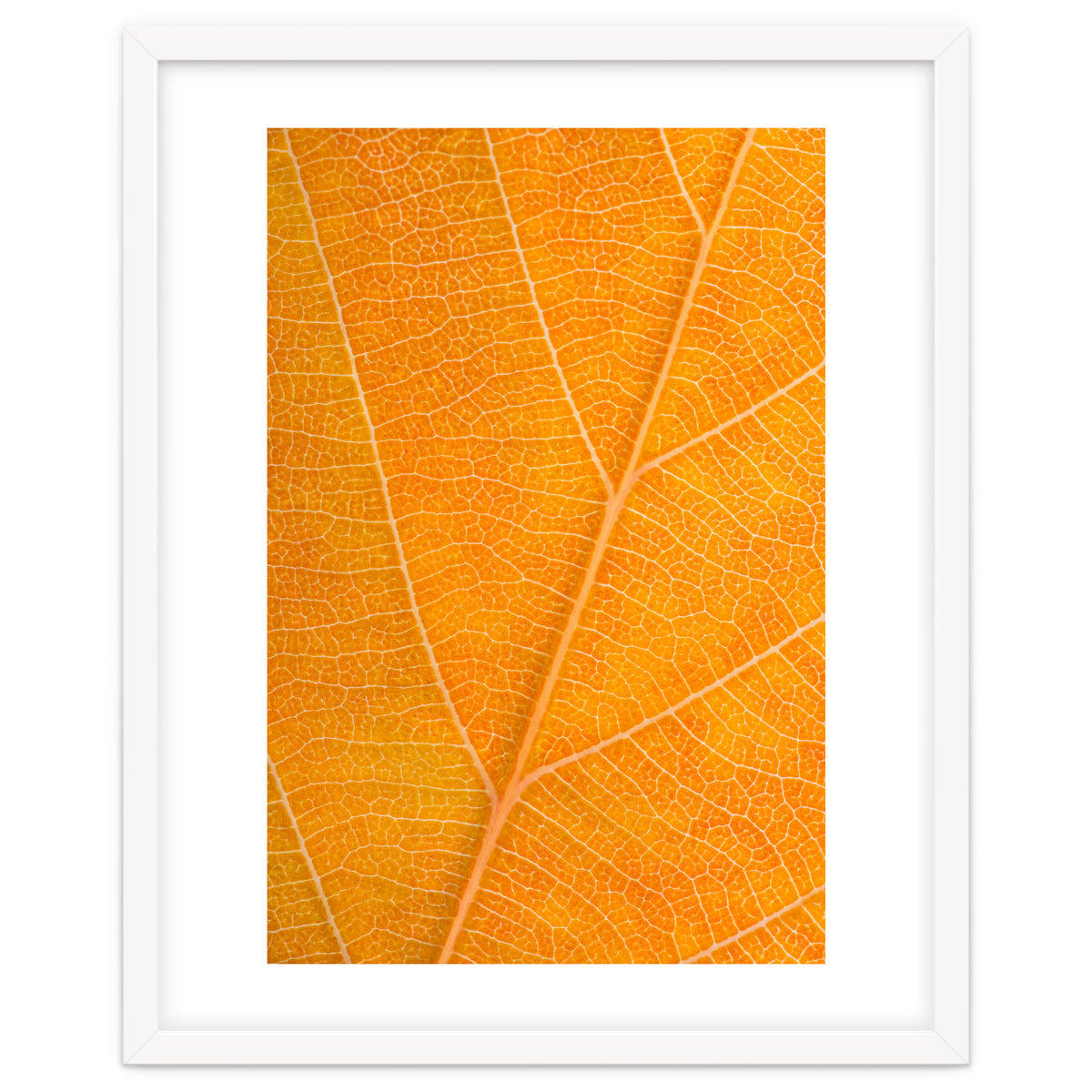 Autumn Leaf