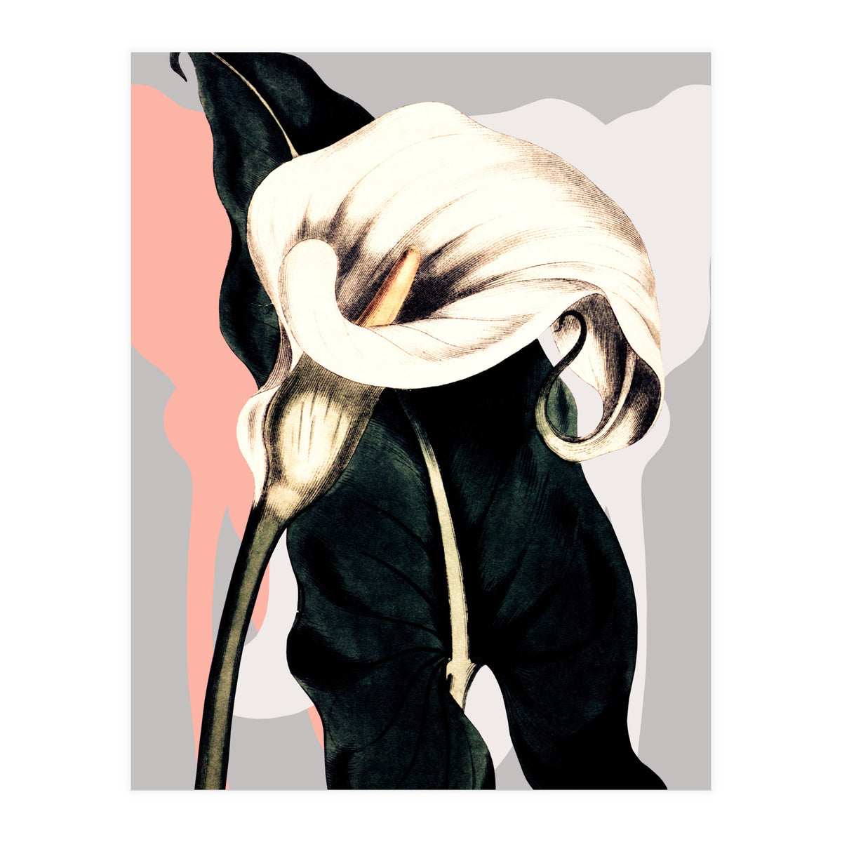 Calla lily flower (Print Only)