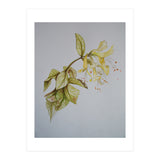 Honeysuckles (Print Only) thumbnail
