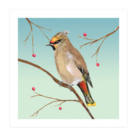 Bohemian waxwing (Print Only)