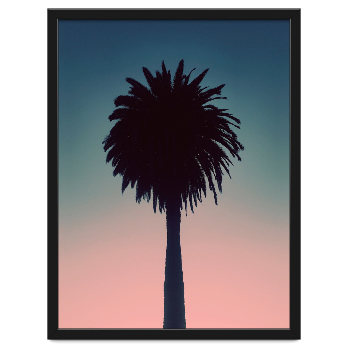 Sundown Palm