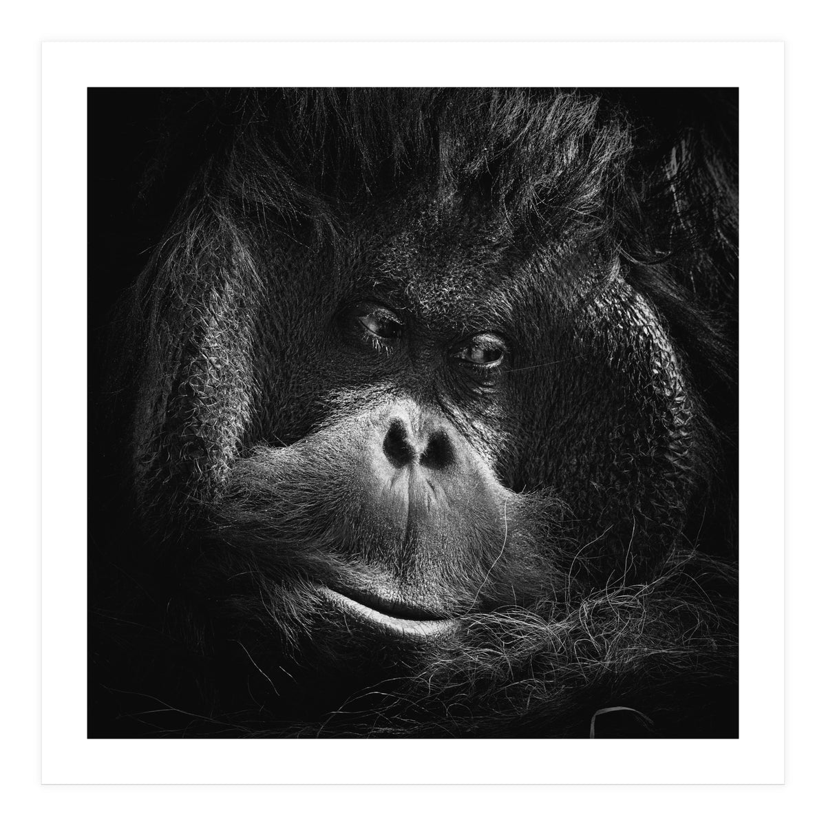 Reasoning (Print Only)