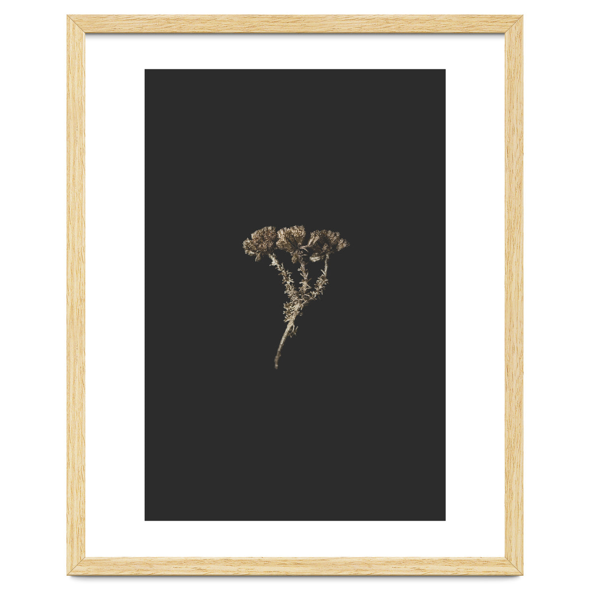 Gold Burst Botanicals