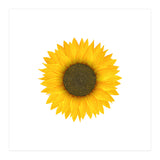 Watercolor Sunflower (Print Only) thumbnail