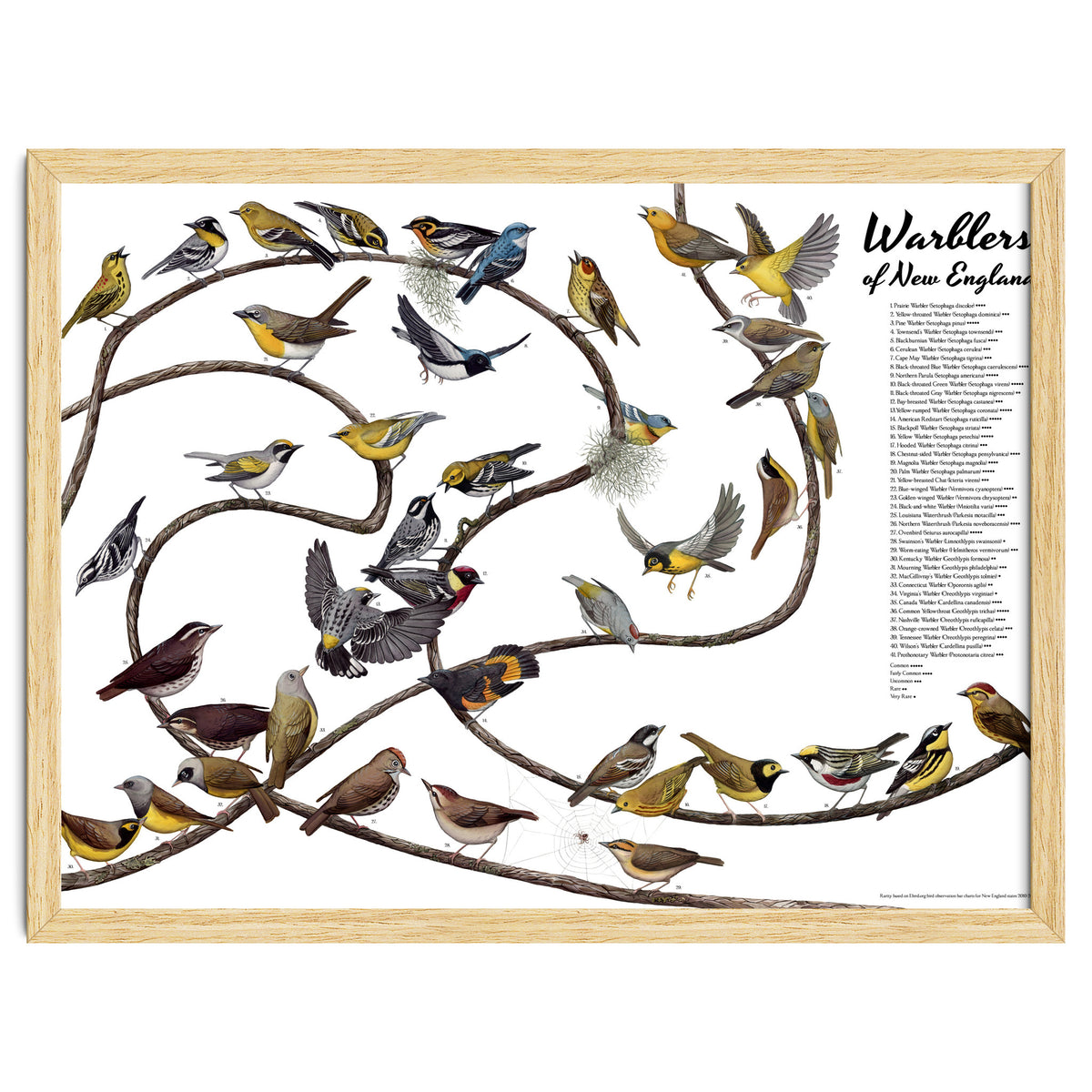 Warblers of New England