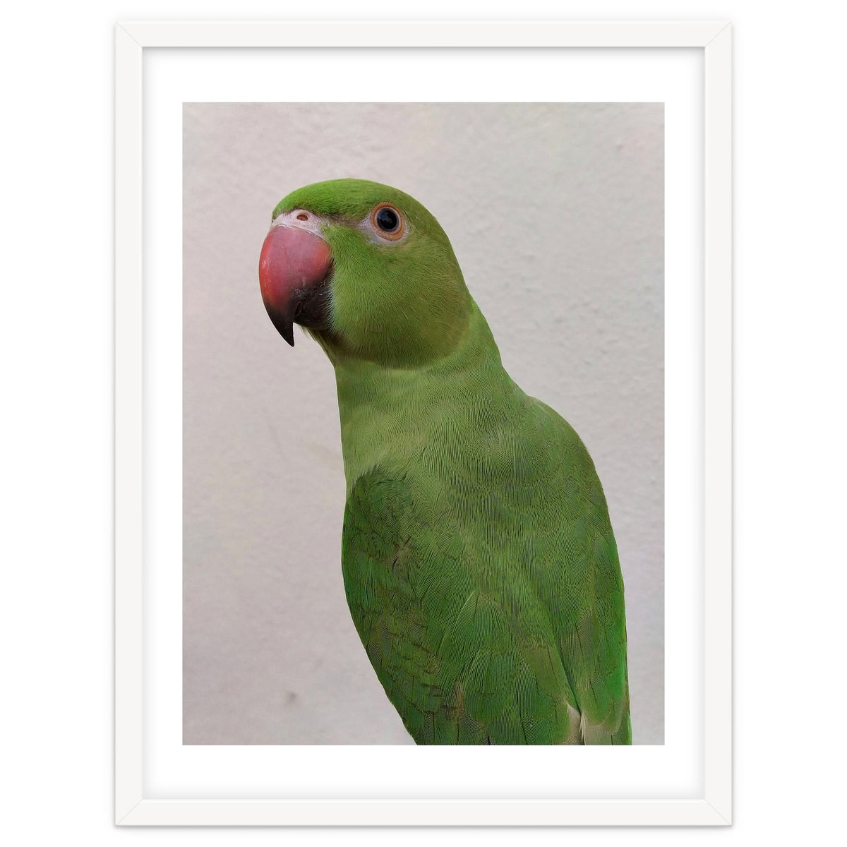 Cute Indian Parakeet