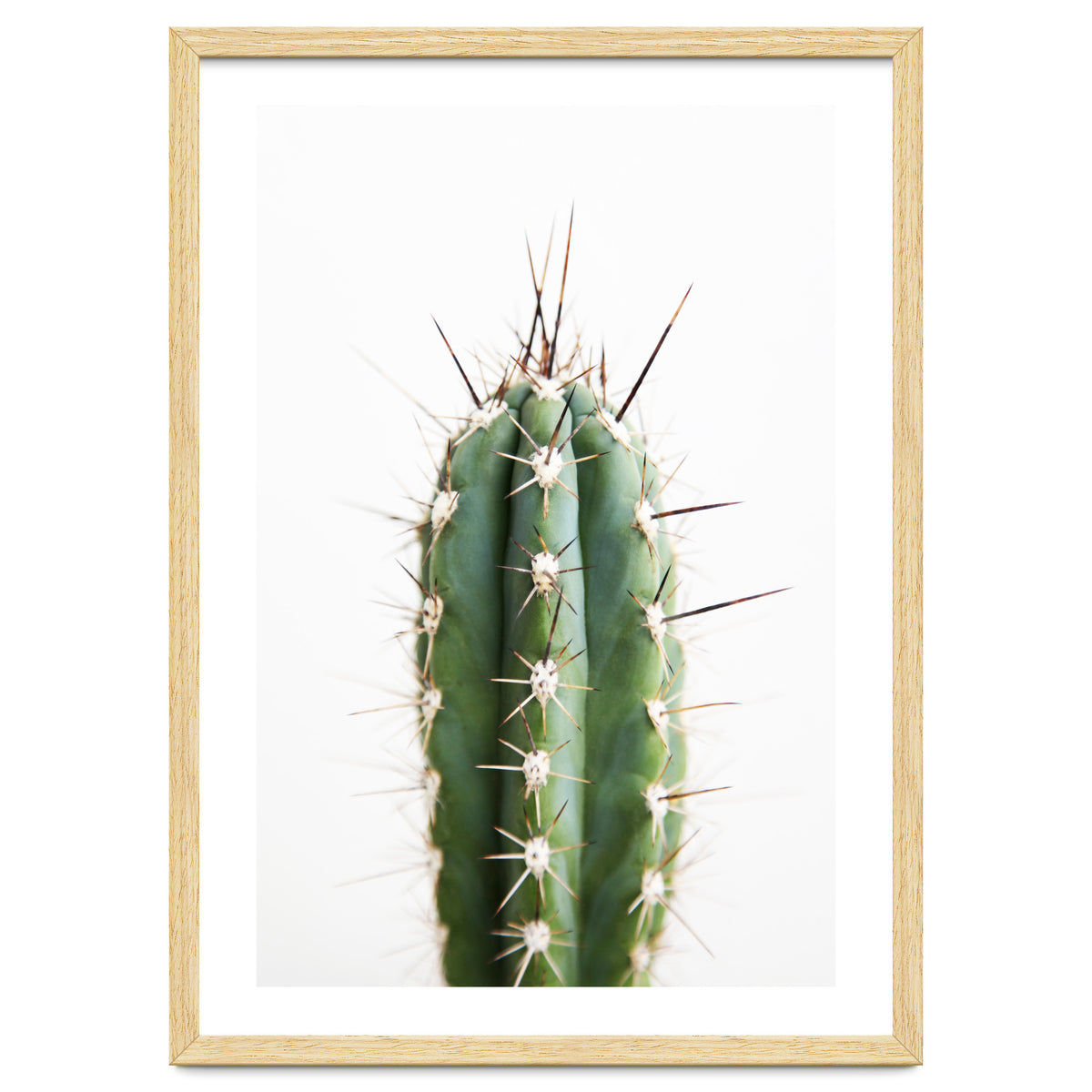 Cacti