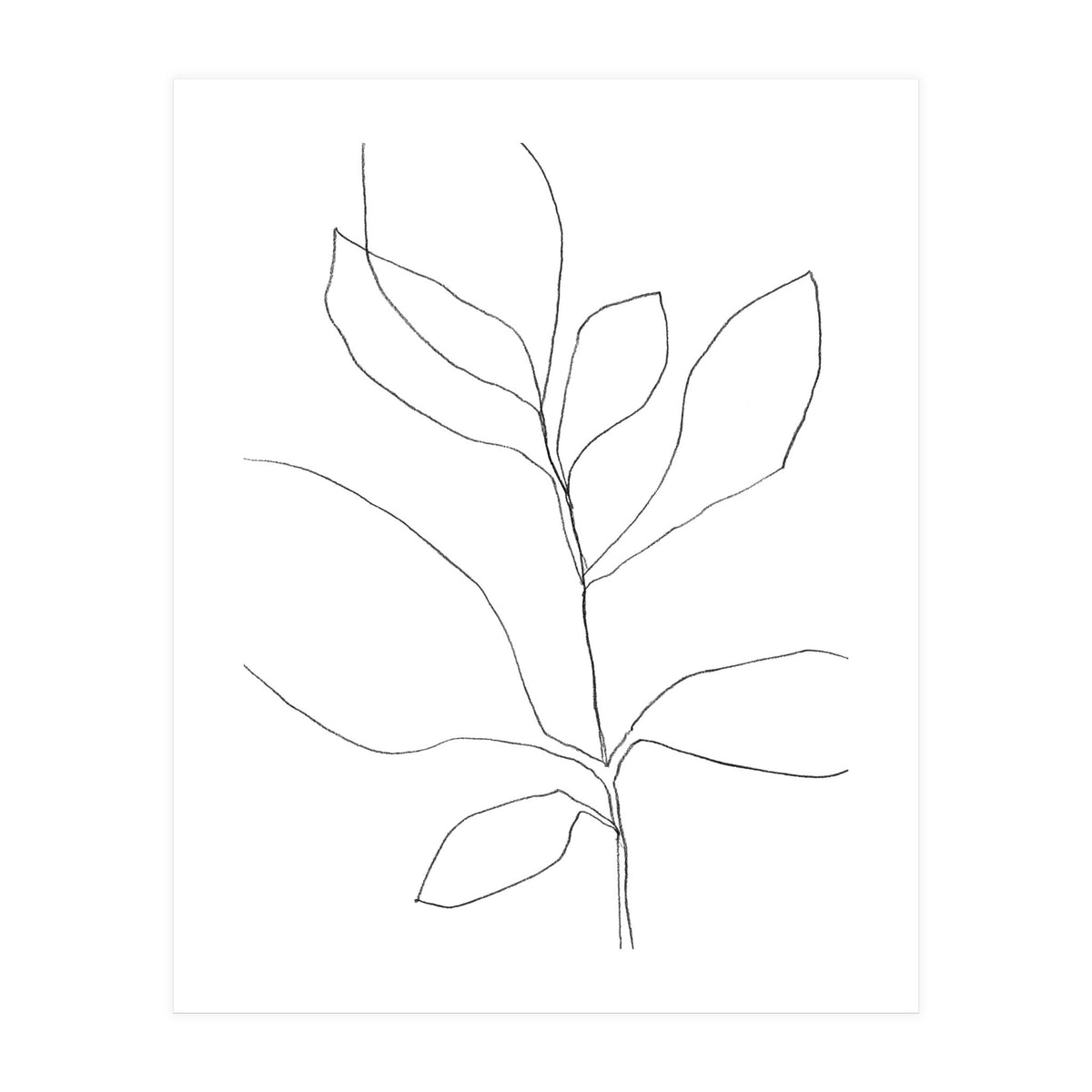 Seven Leaf Plant (Print Only)