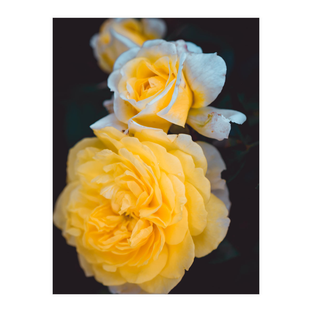 Yellow Rose (Print Only)