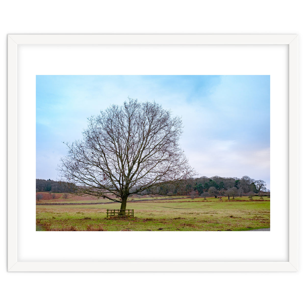 Young Oak Tree in Winter