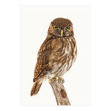 Cc Birds 10 (Print Only) thumbnail