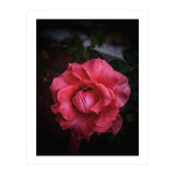 Red-Orange Rose (Print Only) thumbnail
