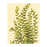 Fern (Print Only) thumbnail