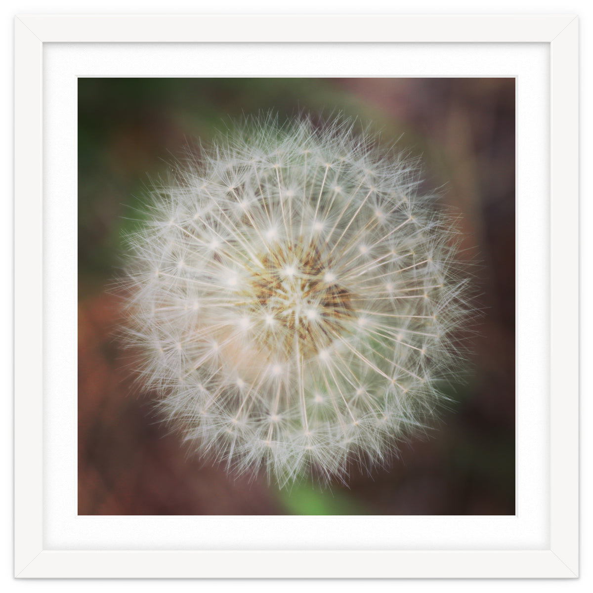 dandelion clock
